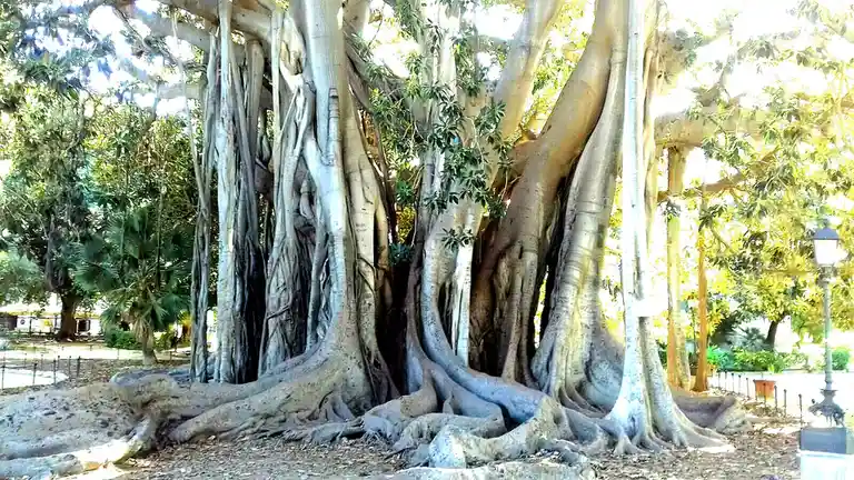 A large, ancient banyan tree with numerous thick, intertwining trunks and aerial roots growing down to the ground, set in a…