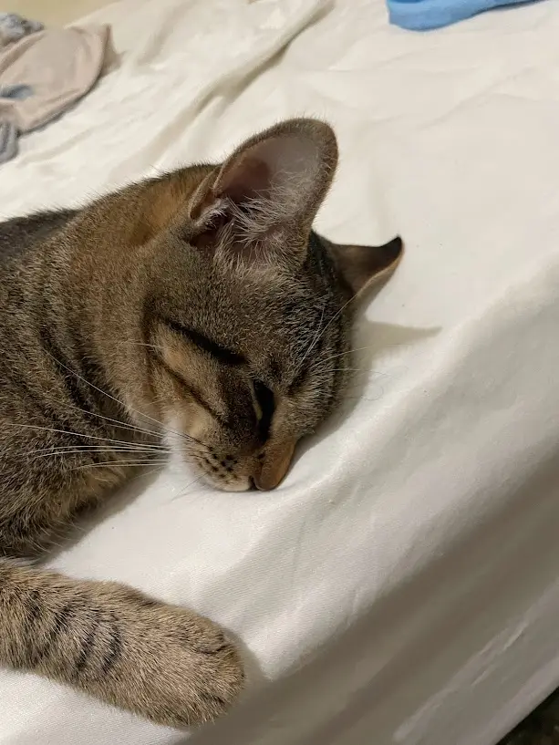 Yet Another Adorable Cat