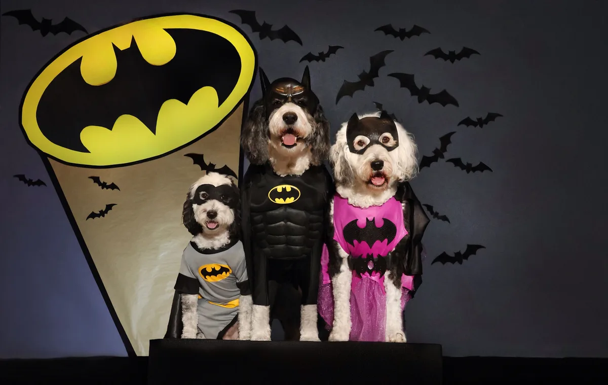 Three fluffy dogs dressed as Batman, Robin, and Batgirl stand on a platform in front of a large Batman logo backdrop with…