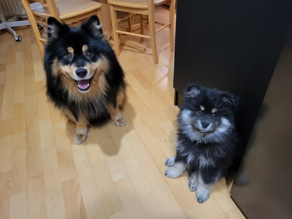 Two fluffy dogs sit on a light wood floor; the larger one on the left has black and tan fur and a wide, happy grin, while…