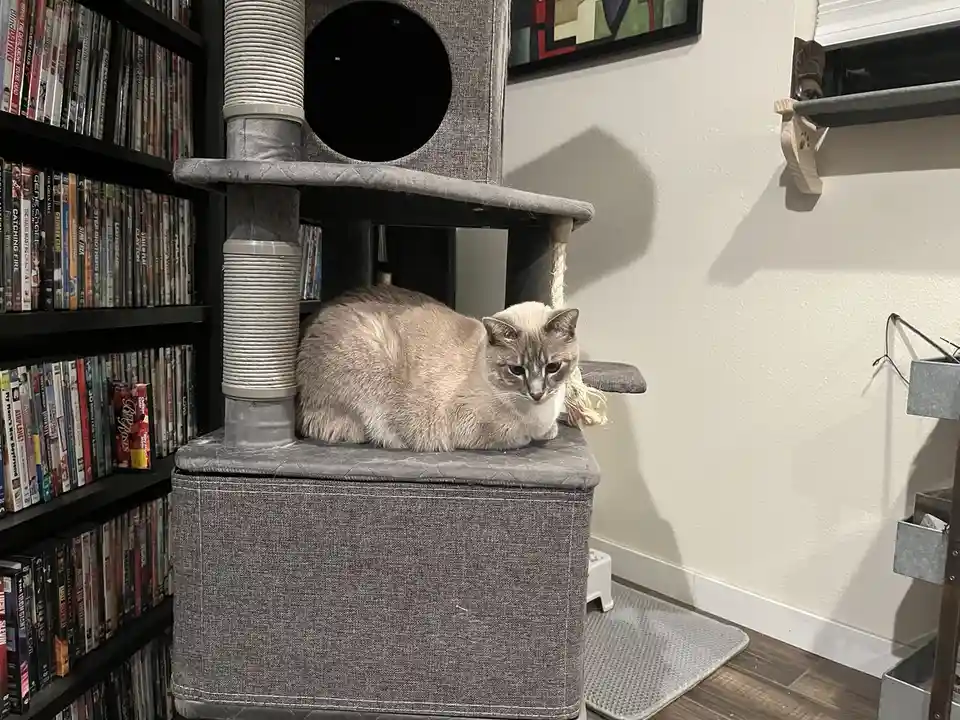 A light gray cat with a white chest sits calmly on a gray cat tree, looking directly at the camera with a slightly bored or…