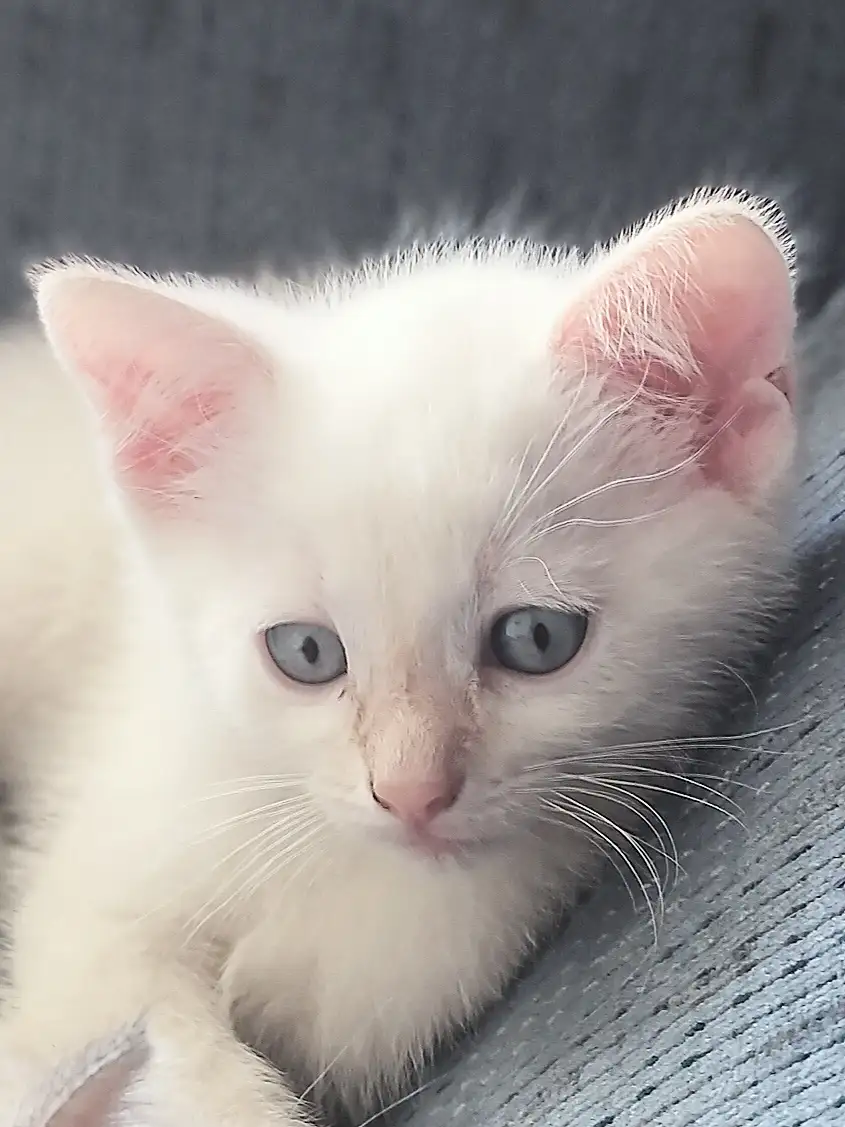 A close-up photo of a small white kitten with striking blue eyes and pink inner ears, resting on a textured gray fabric. The…