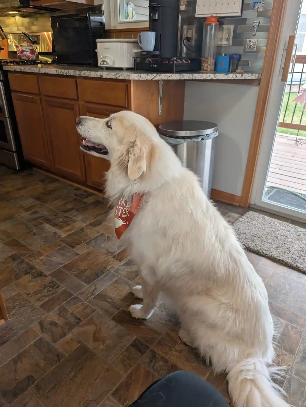 A fluffy, light-colored dog sits patiently on a tiled kitchen floor, wearing an orange bandana with partial text visible. It…