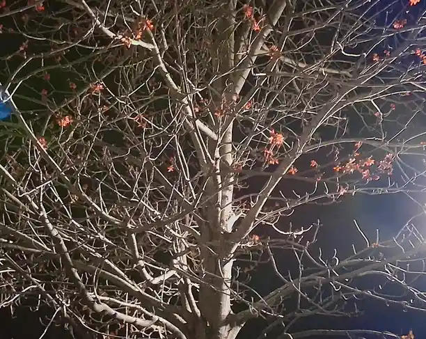 A nighttime photo of a bare tree with numerous thin branches against a dark sky, illuminated by artificial light. Small…