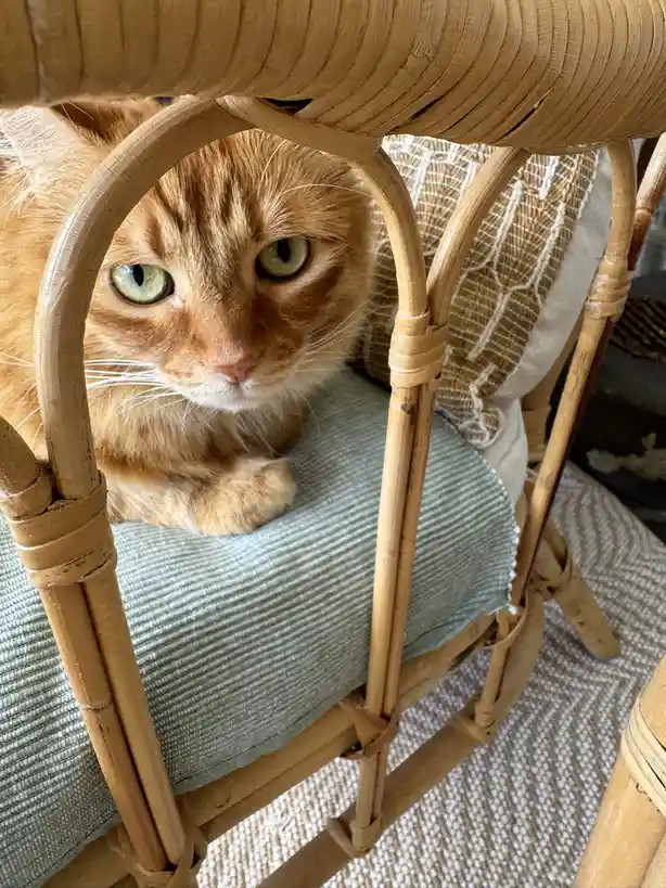 An orange tabby cat with green eyes is peeking out from behind the woven back of a rattan chair, looking directly at the…