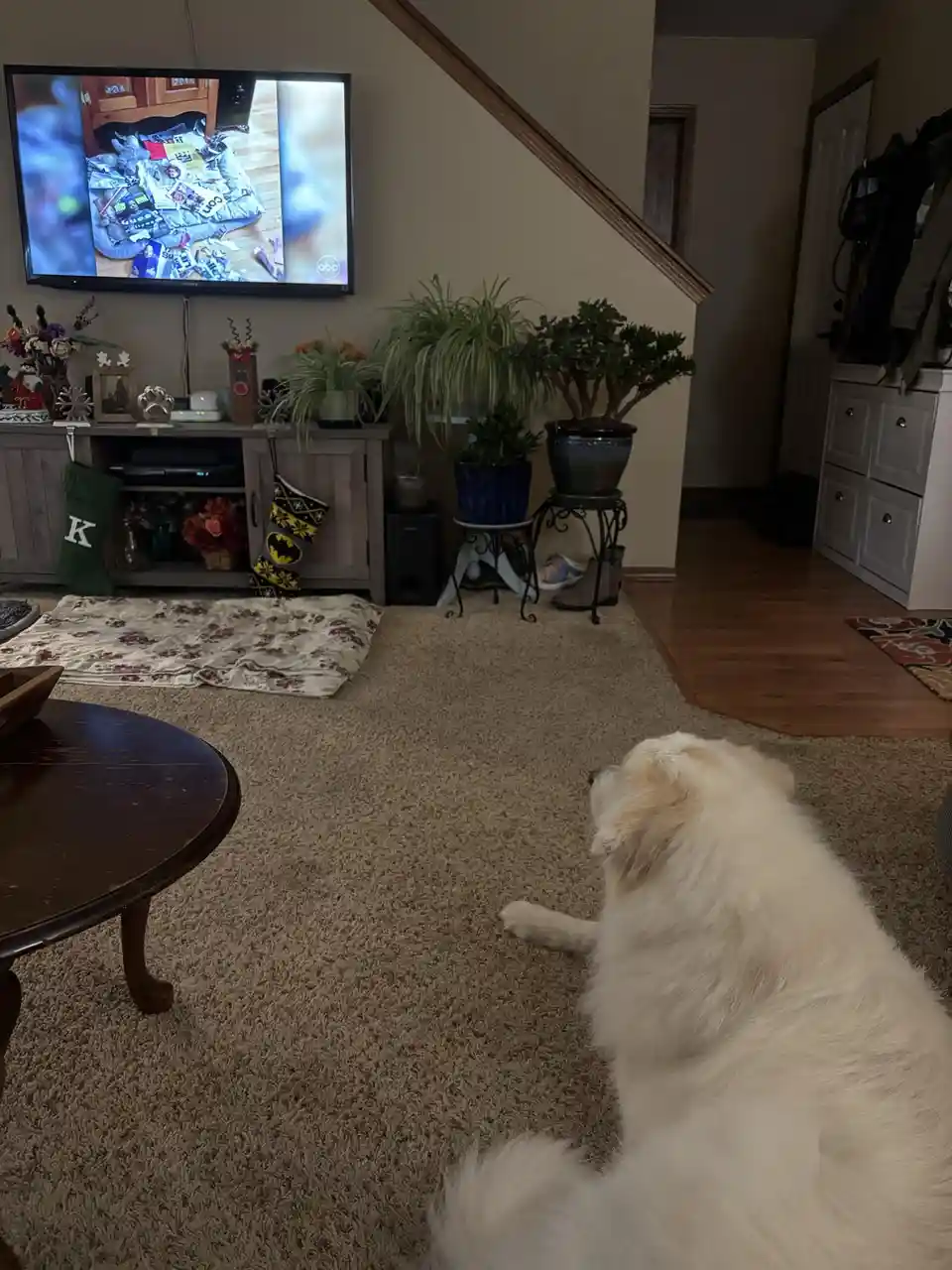 A fluffy white dog sits on a carpeted floor in a living room, looking up at a TV screen that displays a messy pile of items…
