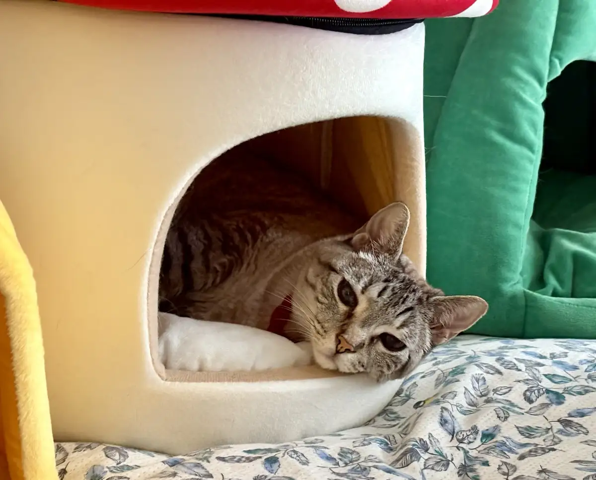 A gray tabby cat with a red collar is peeking out from a beige, mushroom-shaped pet bed, looking sleepy and unenthusiastic…
