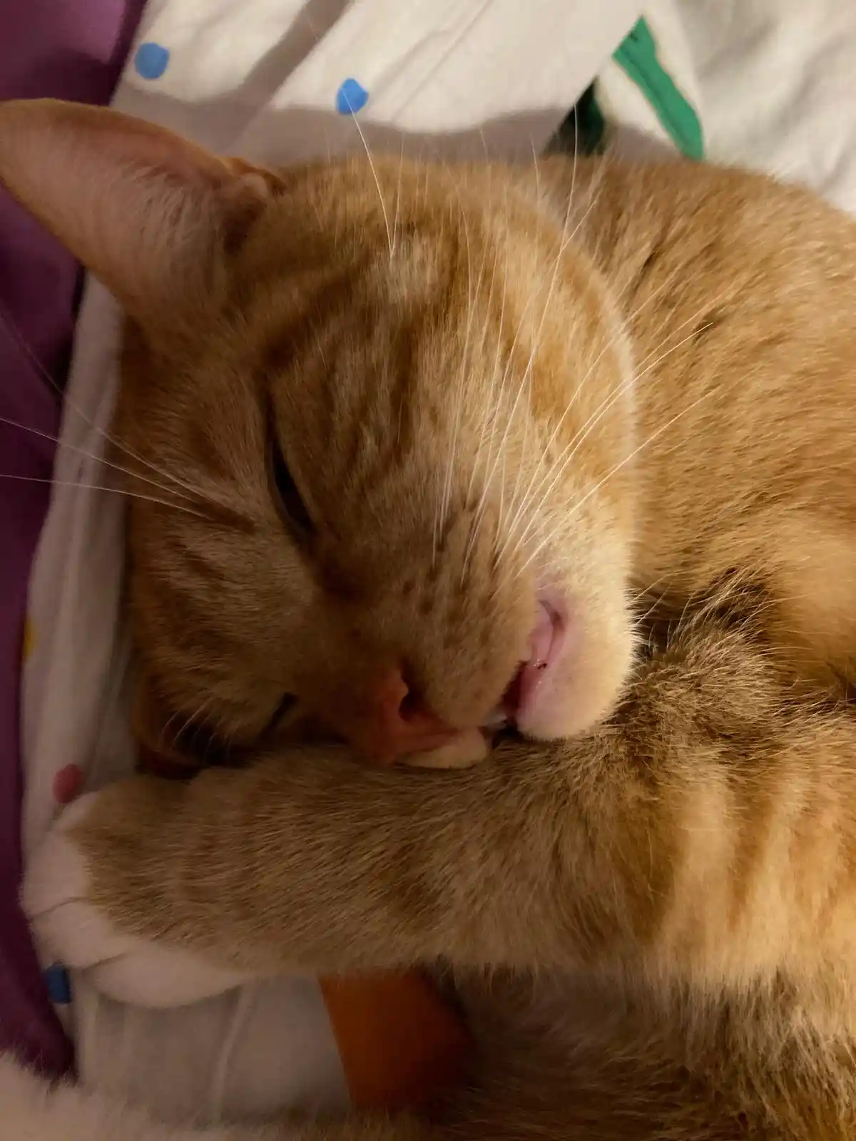 A close-up photo of a ginger tabby cat sleeping soundly with its eyes closed and one paw tucked under its chin, resting on a…