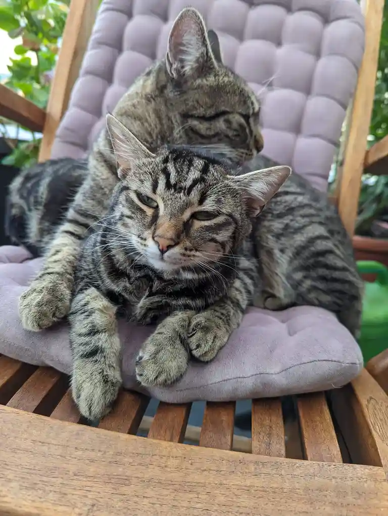 Two tabby cats are lounging on a purple cushioned wooden chair outdoors. The cat in the foreground has a bored, unimpressed…