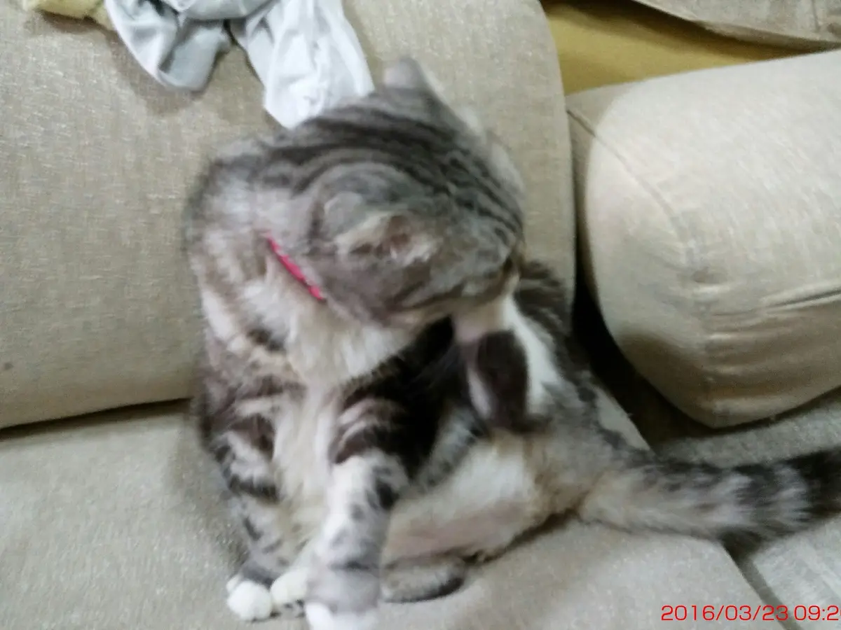 A blurry photo of a gray and white tabby cat sitting on a beige couch, intensely licking its own rear end. The cat wears a…