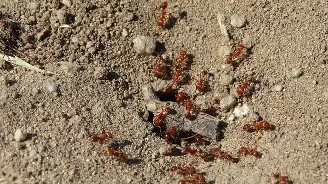 A close-up photo shows dozens of small, reddish-brown ants swarming around a piece of dark wood on dry, granular soil. The…