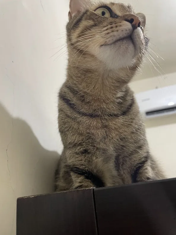 A tabby cat with wide, expressive eyes looks upward with a slightly downturned mouth, conveying a look of mild…