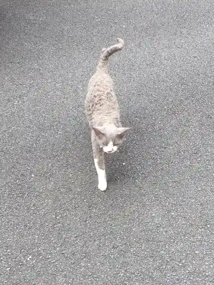 A gray tabby cat with white paws and a curled tail walks confidently toward the camera on an asphalt surface. The cat's face…