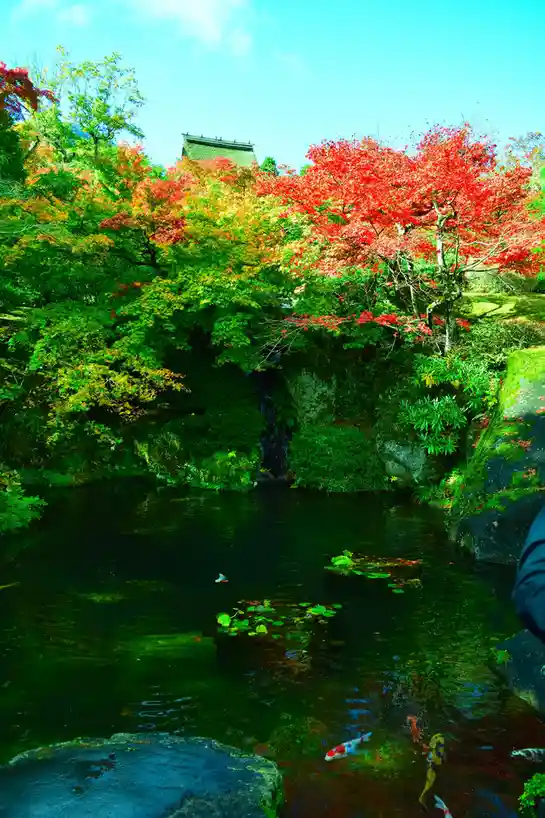 A vibrant, saturated photograph of a Japanese garden featuring a pond with koi fish, surrounded by lush green and fiery red…