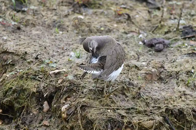 A small brown and white bird stands on muddy ground, bending its head down to preen its feathers. The bird's body is mostly…