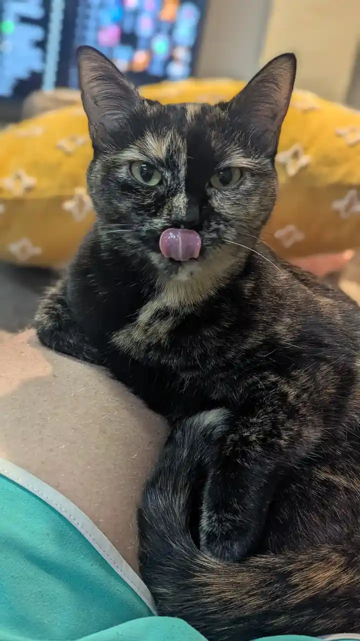 A tortoiseshell cat with dark and light fur is resting on a person's arm, its pink tongue sticking out as if licking…
