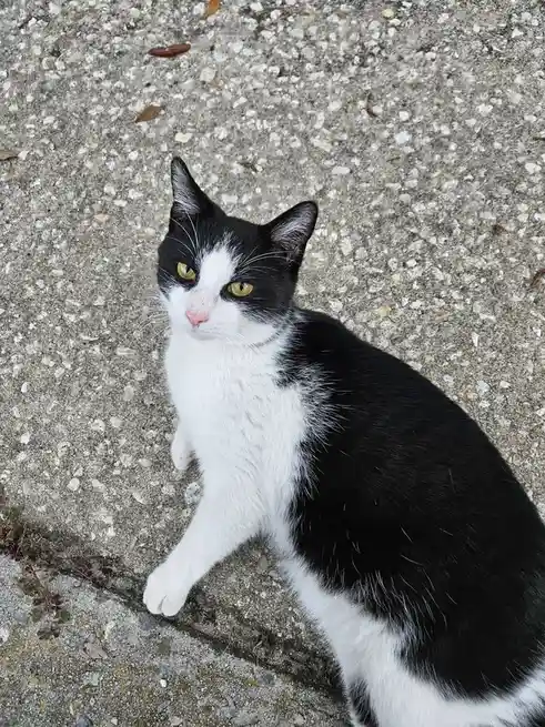 A black and white cat with yellow eyes sits on a concrete surface, looking up with a displeased expression. The overlaid…