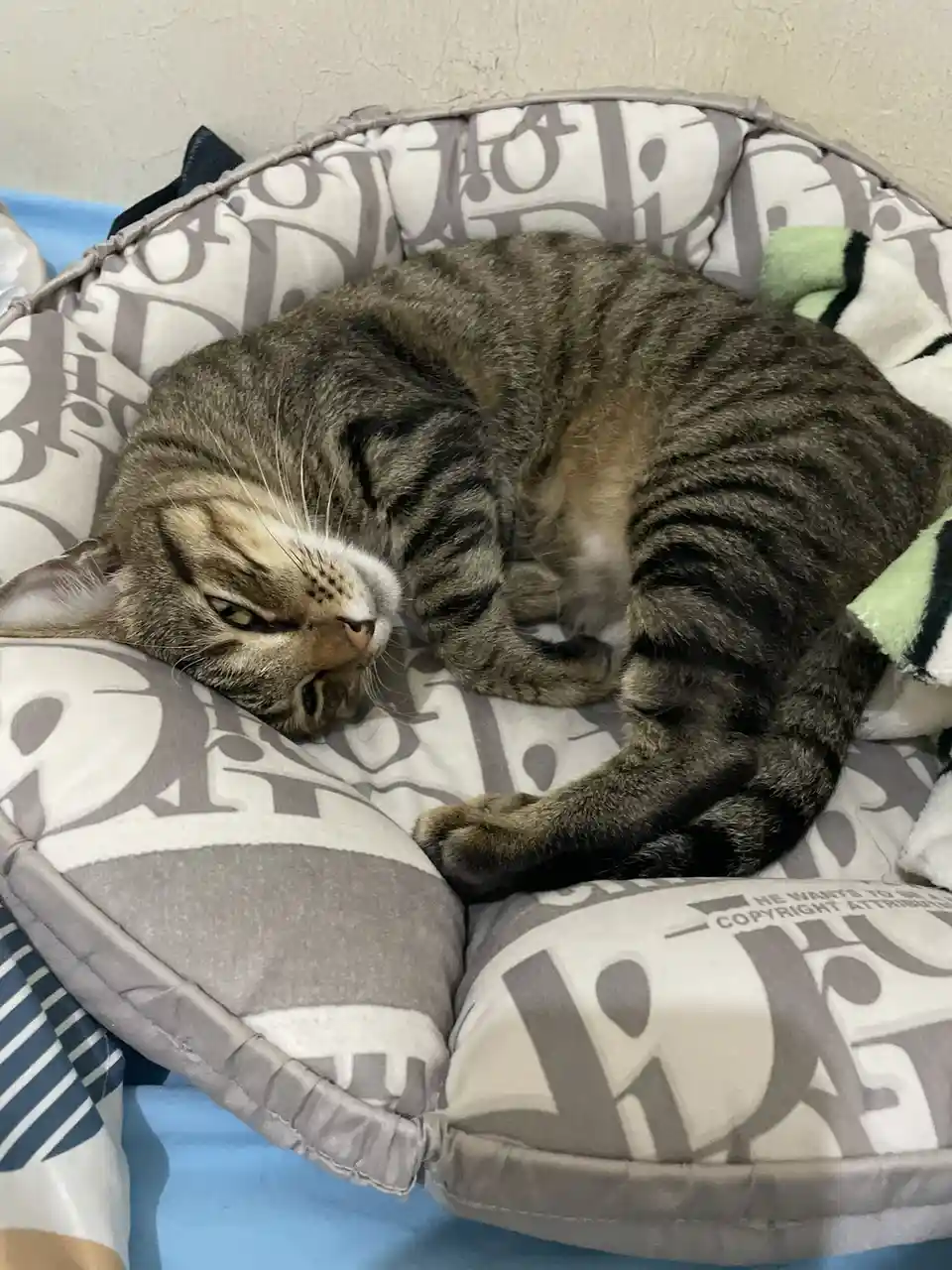 A tabby cat is curled up sleeping in a gray and white patterned pet bed, its face turned slightly with one eye open. The…