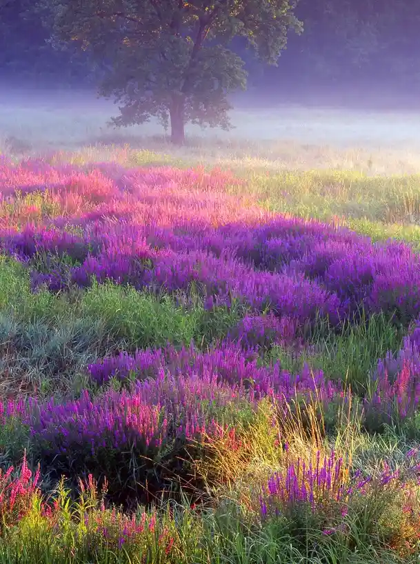 A serene landscape photo shows a field of purple and pink heather under soft morning light, with a solitary tree in the…