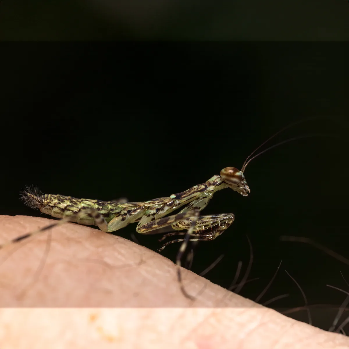 A small, green and brown patterned praying mantis is perched on a person's finger against a dark background. The mantis is…