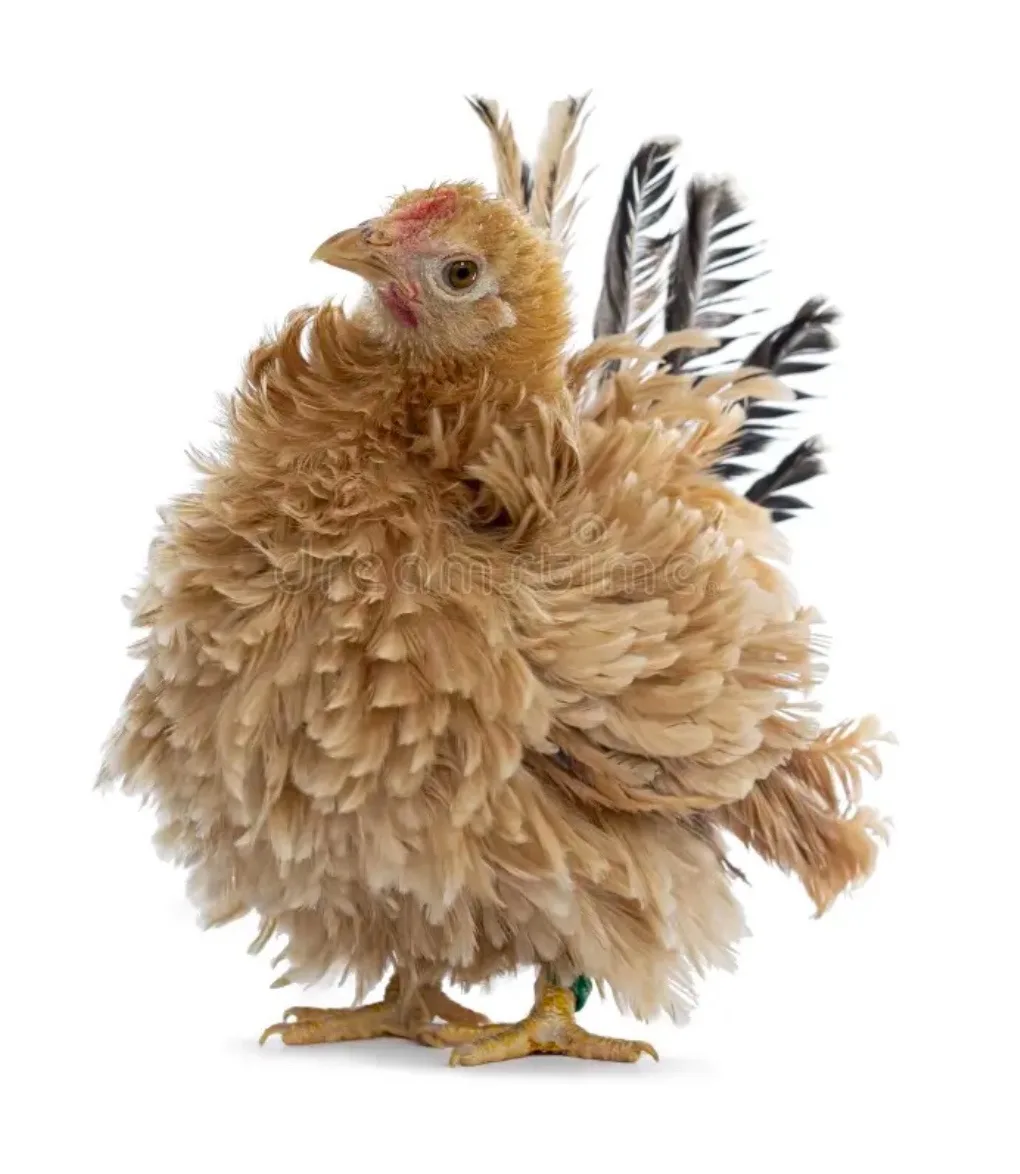 A fluffy, light brown chicken with ruffled feathers stands against a white background, looking slightly to the side. Its…