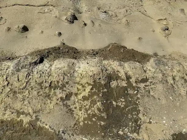 The image shows a sandy beach with a distinct, raised, muddy bank in the foreground. Above the bank, the sand contains…