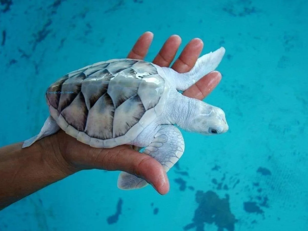 a small, pale albino sea turtle with a patterned shell is cradled in a person's hand against a turquoise aquatic background…