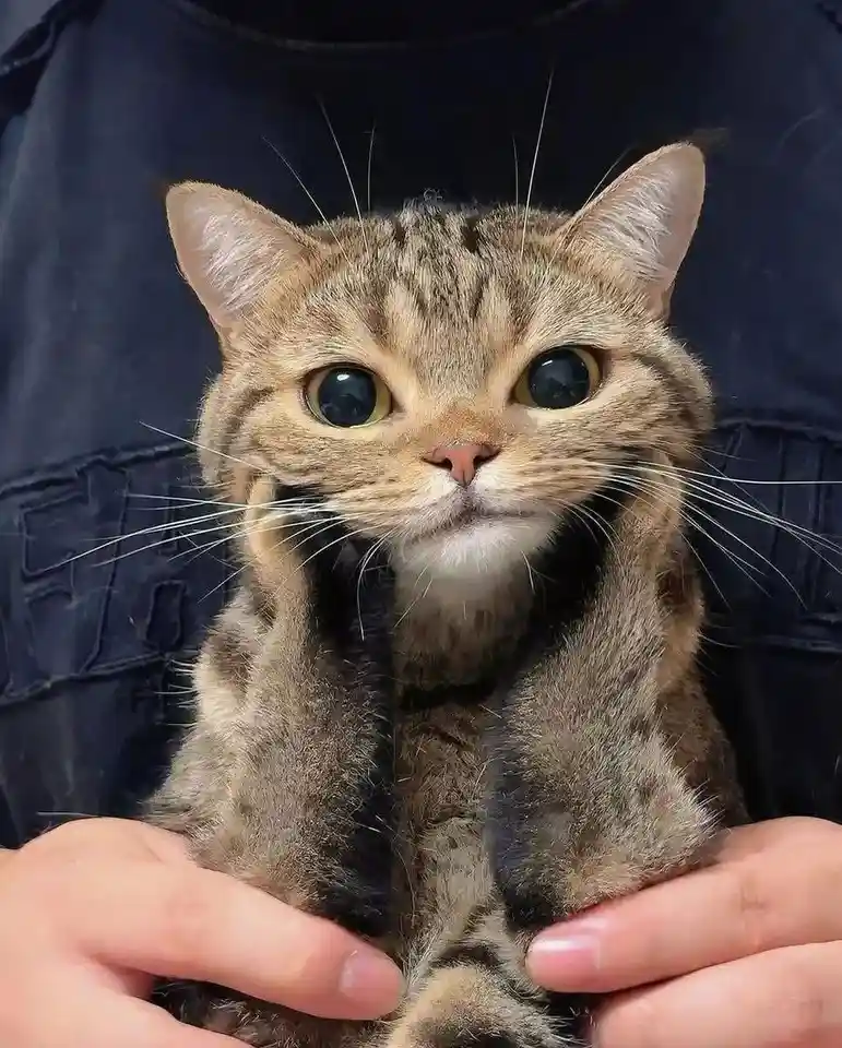 A close-up photo of a tabby cat with wide, expressive eyes being held gently by a person's hands against a dark blue denim…