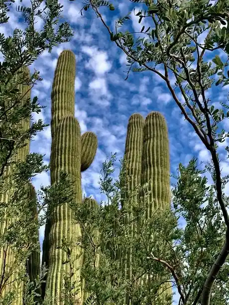 A low-angle photo shows tall green saguaro cacti against a blue sky with white clouds, framed by green leafy branches in the…