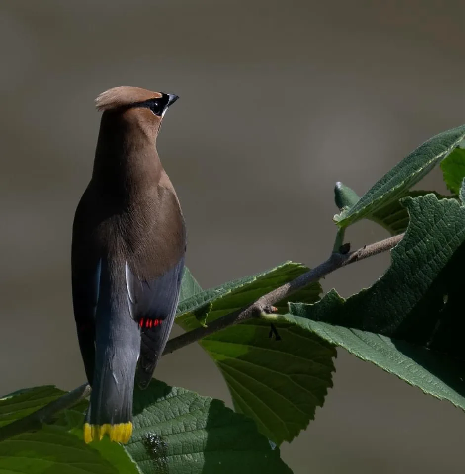 A cedar waxwing perched on a branch with green leaves, its tail feathers digitally edited to show red dots resembling a 'red…