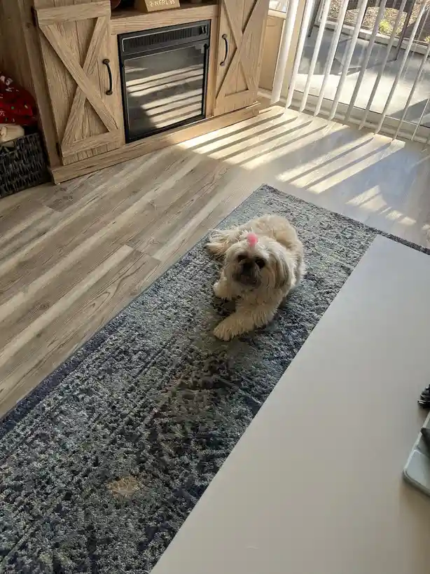 A small, fluffy, light-colored dog with a pink pom-pom on its head lies on a patterned rug in a sunlit room with wooden…