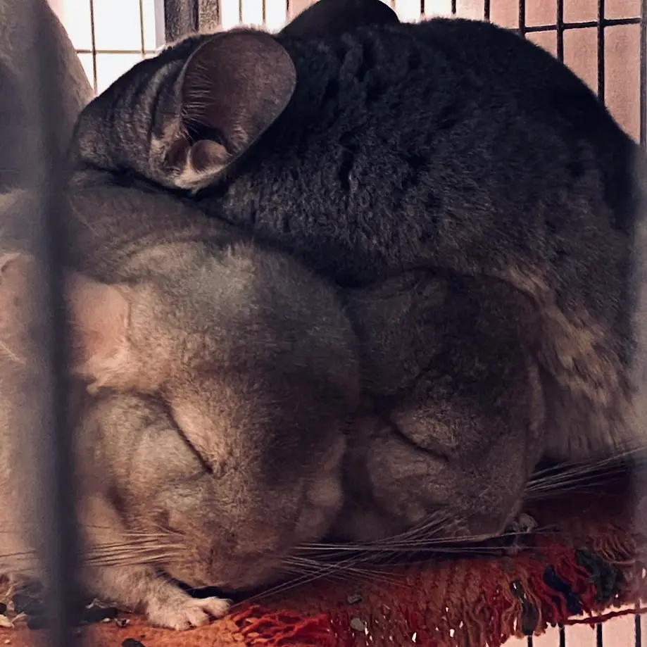 Two chinchillas are curled up together inside a wire cage, one resting its head on the other's back. The top chinchilla has…