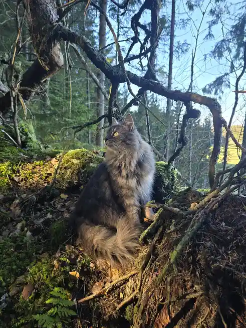A long-haired grey tabby cat sits alertly in a mossy forest clearing, surrounded by tangled tree roots and branches, with a…