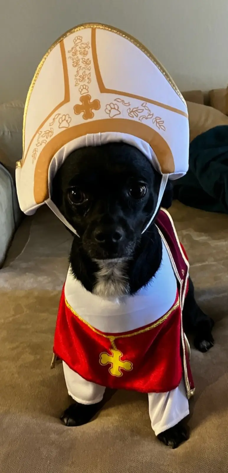 A small black dog sits on a beige couch wearing a full papal costume, including a white and gold mitre hat with paw print…