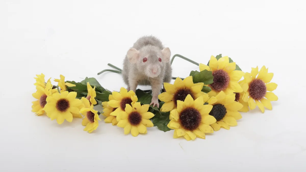 A small gray rat with red eyes stands upright among a bouquet of artificial yellow sunflowers with dark centers, set against…