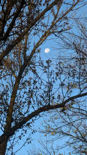 A photograph shows a clear blue sky with a visible crescent moon peeking through the bare, intricate branches of a tree. The…