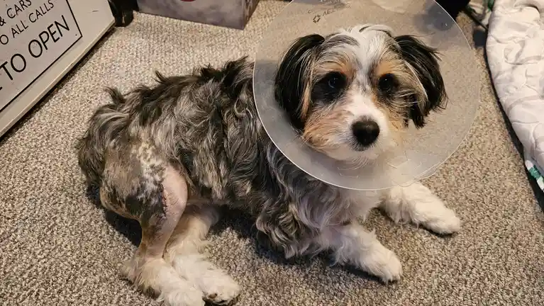 A small, fluffy dog with black, white, and tan fur lies on a carpeted floor, wearing a clear plastic cone collar. Its left…