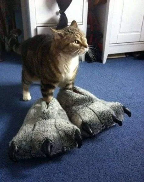 A tabby cat stands alertly on a blue carpet, its front paws resting on a pair of oversized, gray, furry bear paw slippers…