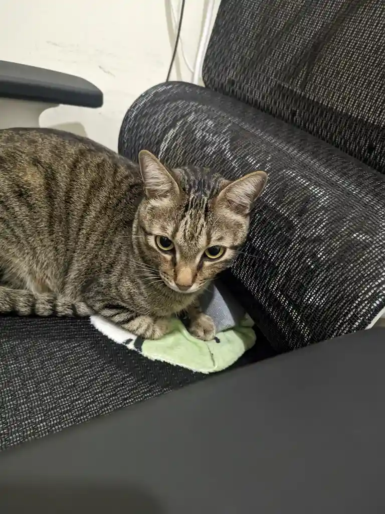 A tabby cat with a stern, unimpressed expression sits on a black mesh office chair, partially on a green and white cloth…