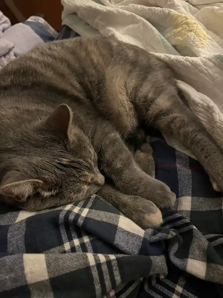 A gray tabby cat is curled up and sleeping soundly on a blue and white plaid blanket, with a white quilted blanket behind…