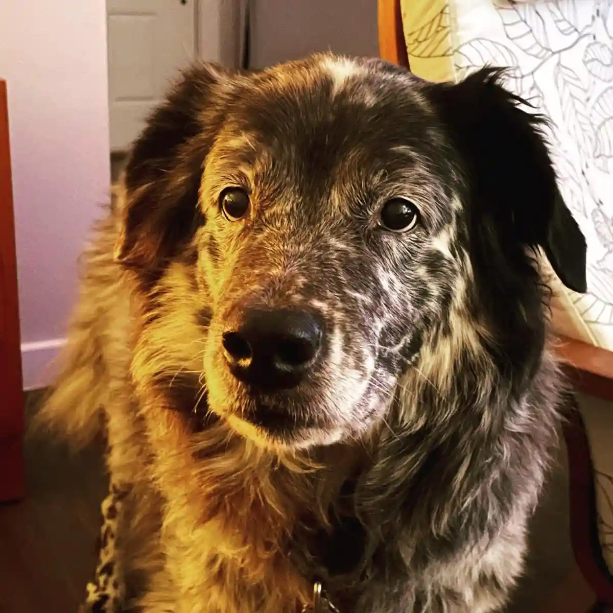 A close-up photo of a fluffy, long-haired dog with a mottled black, gray, and tan coat, looking directly at the camera with…