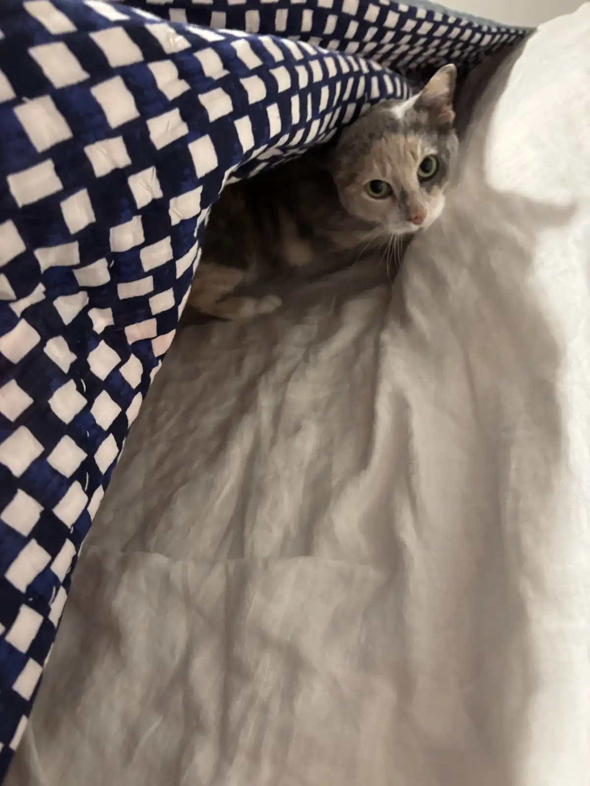A gray tabby cat with green eyes peeks out from under a blue and white checkered blanket on a white bedsheet, looking alert…