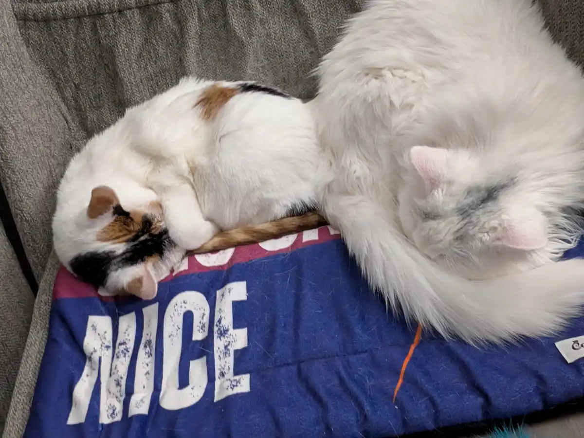 Two cats are curled up sleeping side-by-side on a blue blanket that has the word 'NICE' printed in large white letters. The…