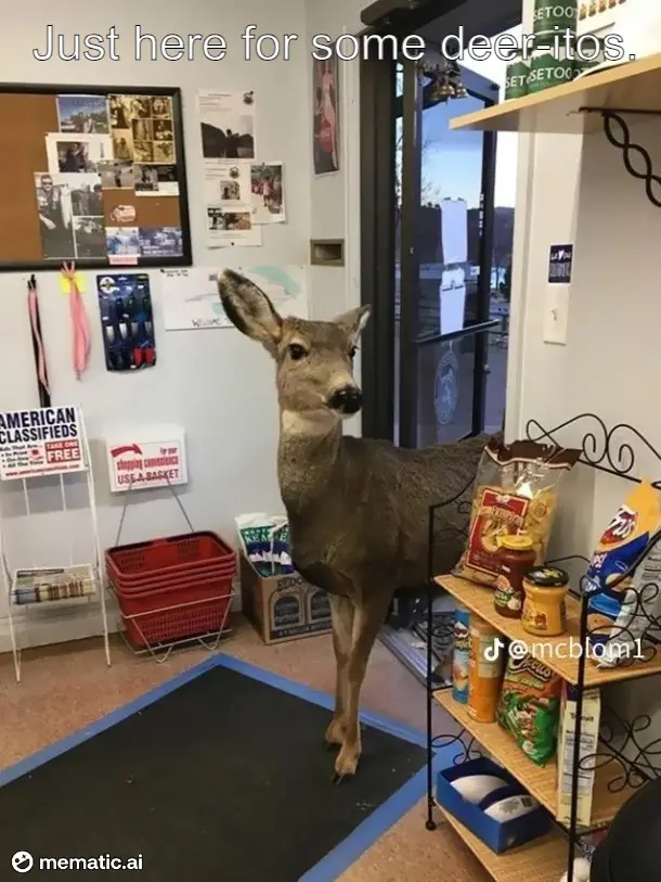 A deer stands inside a convenience store, looking directly at the camera. The store has shelves with snacks, a red basket…