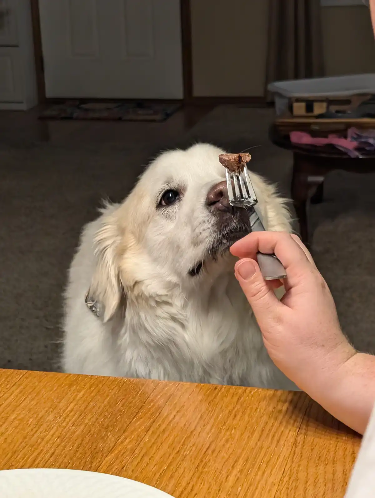 A fluffy white dog with a gentle expression looks up as a human hand holds a fork with a piece of meat directly in front of…
