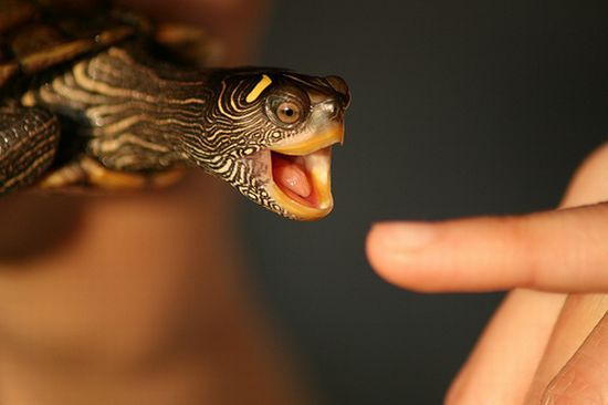 a close-up photo of a small turtle with intricate yellow and black patterns on its head, its mouth wide open as if screaming…