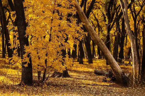 A serene autumn forest with golden-yellow leaves covering the ground and trees, featuring a prominent fallen tree trunk…