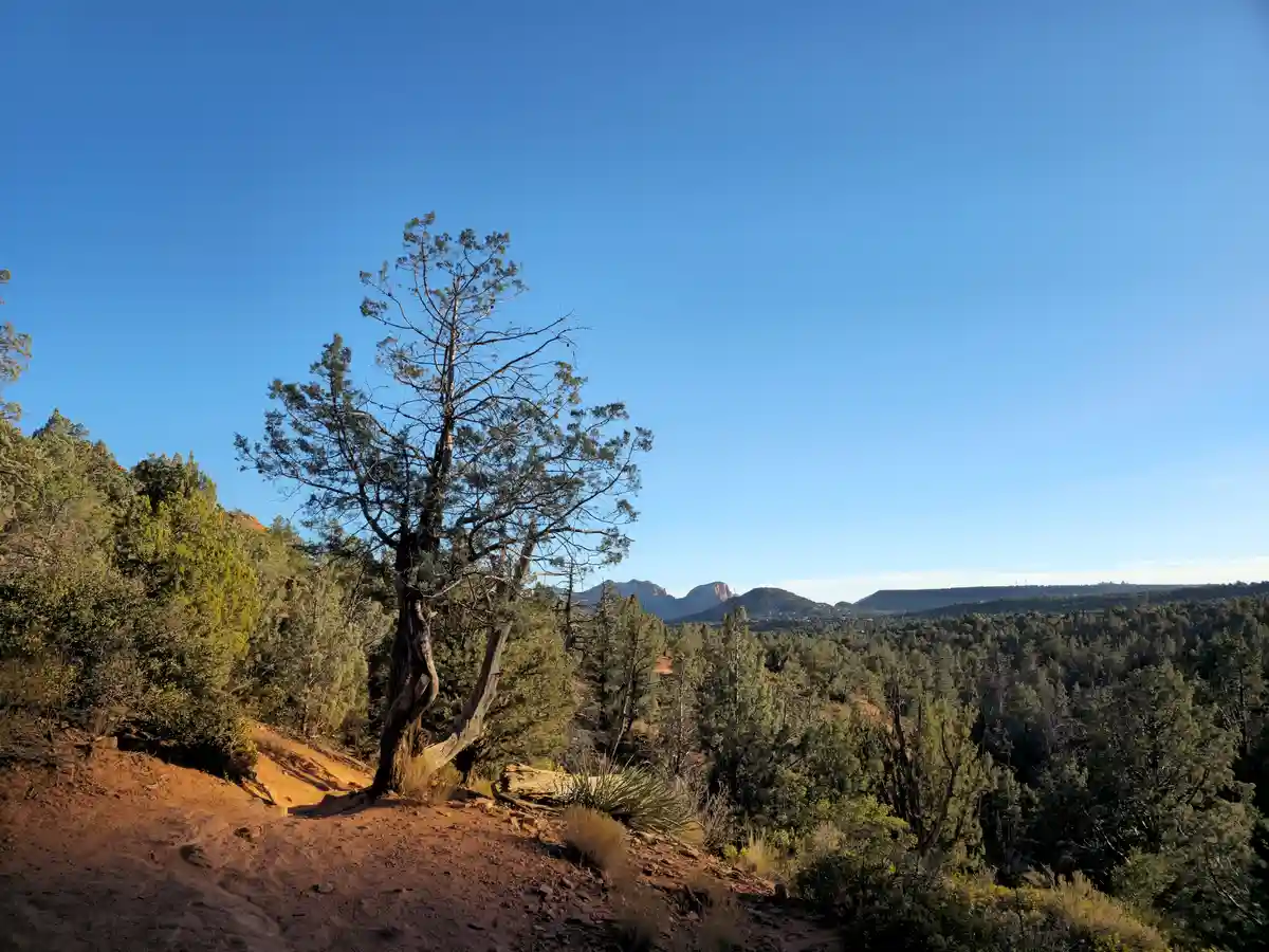 A lone, gnarled tree stands on a red dirt hillside under a clear blue sky, with a forested valley and distant mountains in…