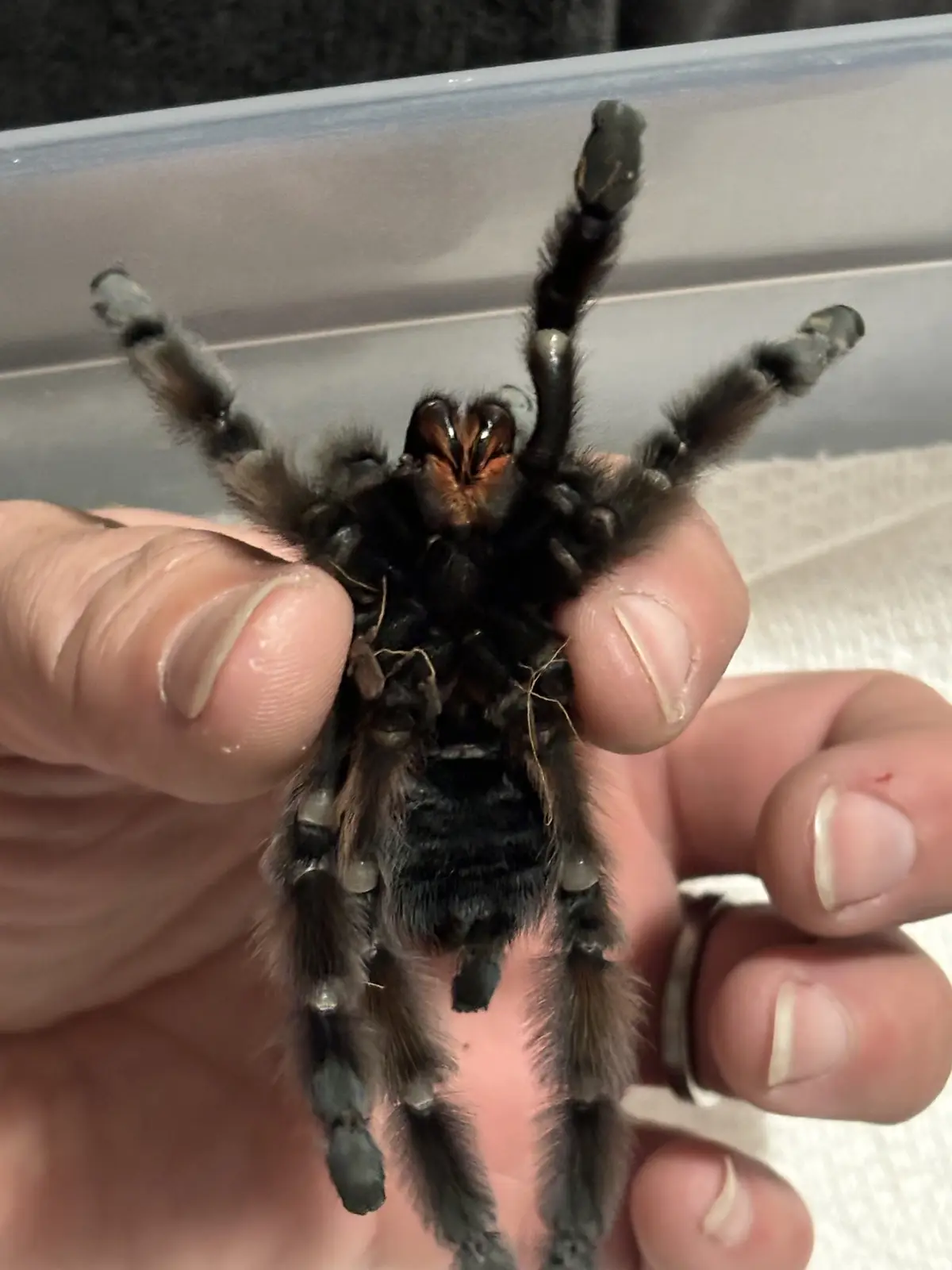 A large, hairy tarantula with dark legs and a fuzzy black body is held upright by a person's fingers, its legs splayed out…
