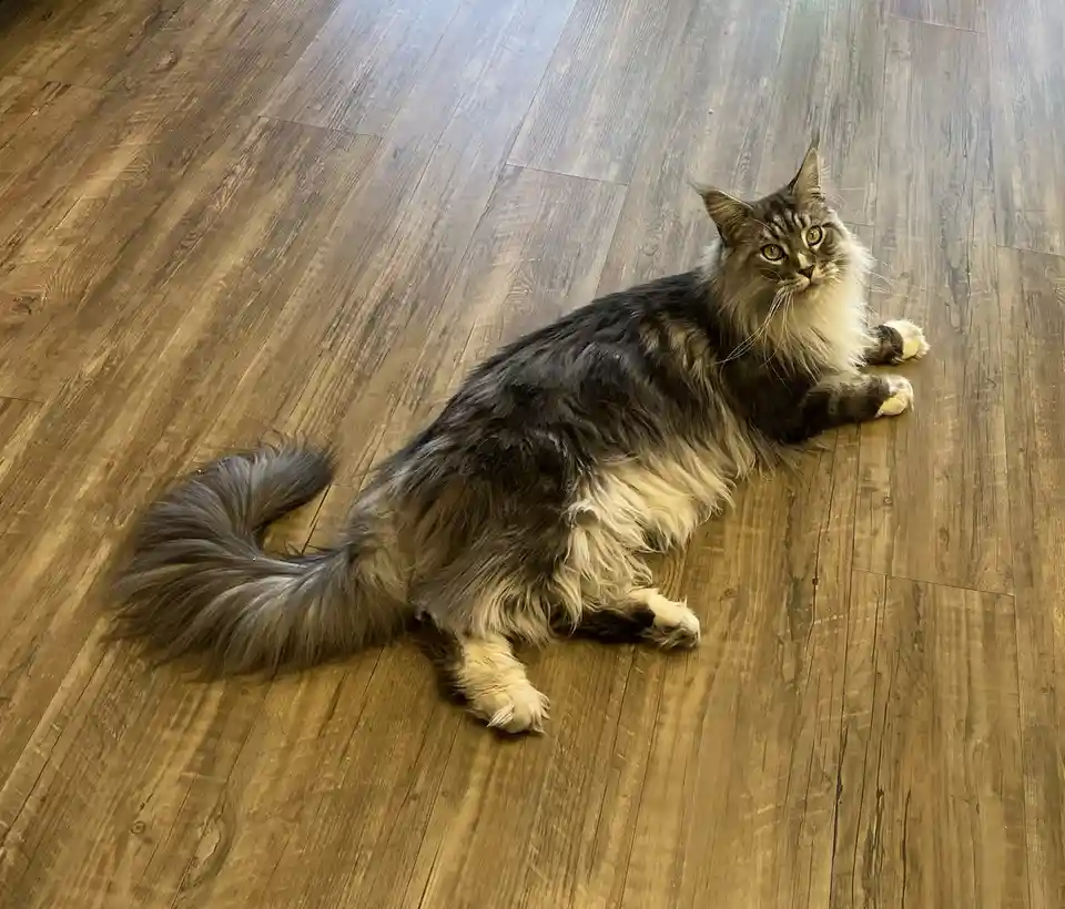 A fluffy, long-haired cat with grey and white fur is lying on a wooden floor, looking up with a slightly unimpressed or…